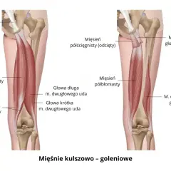 Anatomia grupy mięśni kulszowo-goleniowych: mięsień półścięgnisty i półbłoniasty, z zaznaczonym więzadłem krzyżowo-guzowym.