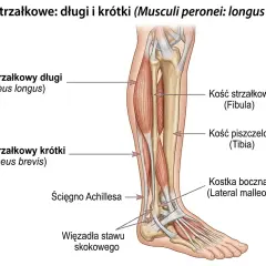 Anatomia łydki: mięsień strzałkowy krótki i długi, kość strzałkowa, piszczelowa, ścięgno Achillesa i więzadła stawu skokowego.