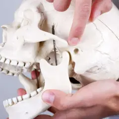 Palec wskazuje staw żuchwowy na modelu czaszki, demonstrując jego budowę i ruchomość.