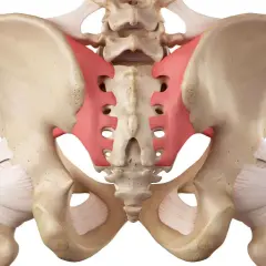 Anatomia miednicy z zaznaczoną na czerwono nutacją kości krzyżowej.