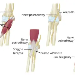 Anatomia łokcia: mięsień nawrotny obły i nerw pośrodkowy w różnych pozycjach, pokazujące ich relacje z kośćmi i więzadłami.