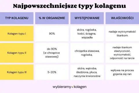 Tabela przedstawia najpowszechniejsze typy kolagenu: I, II i III, ich procentowy udział w organizmie, miejsca występowania oraz właściwości.