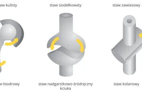 Ilustracja przedstawia trzy rodzaje stawów: kulisty (biodrowy), siodełkowaty (nadgarstkowo-śródręczny kciuka) i zawiasowy (kolanowy), pokazując ich ruchomość.