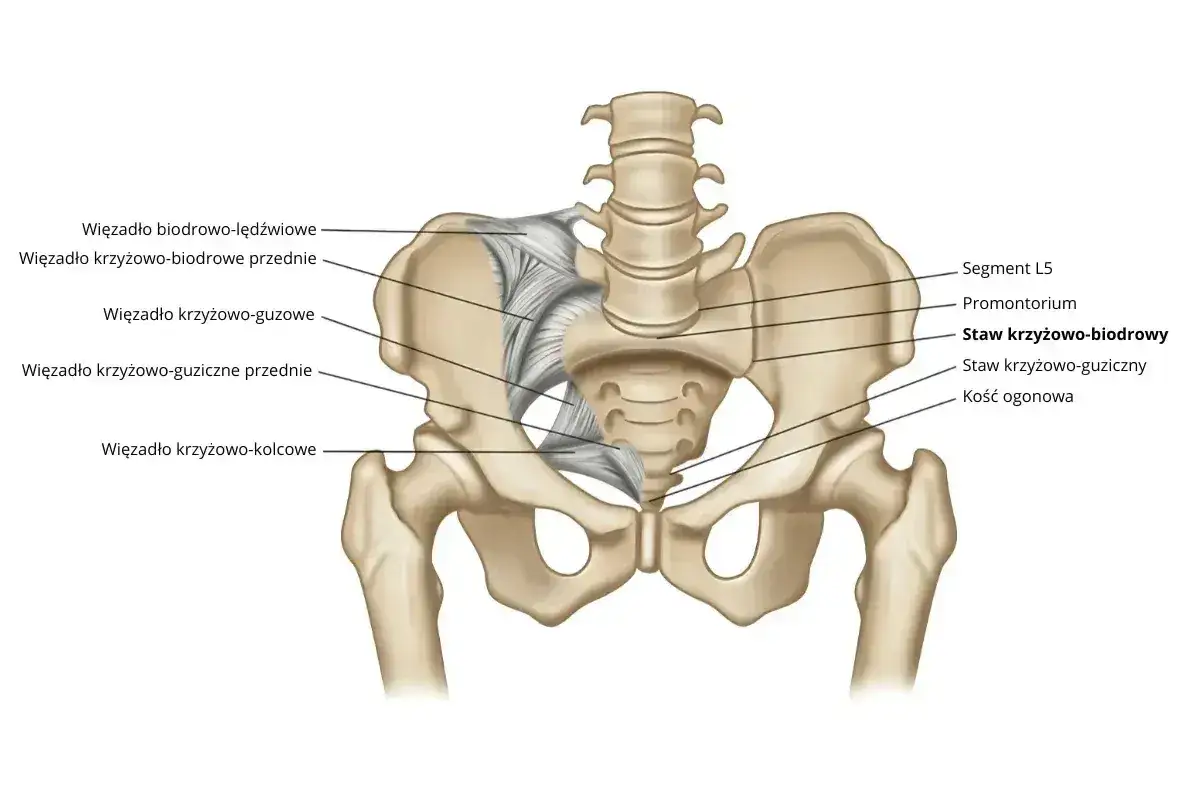 Anatomia miednicy z zaznaczonym stawem krzyżowo-biodrowym i więzadłami. Widoczna nutacja kości krzyżowej.
