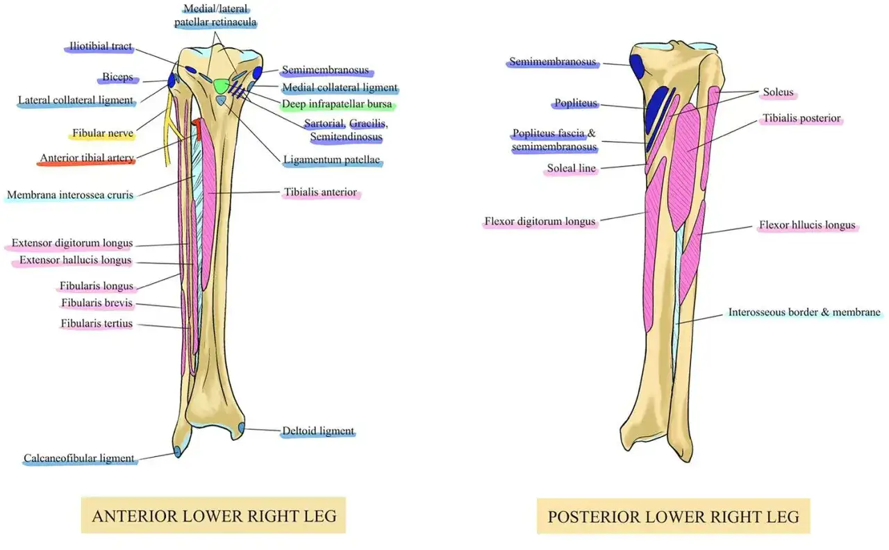 Anatomia przedniej i tylnej części podudzia, ukazująca staw piszczelowo strzałkowy, mięśnie i więzadła.