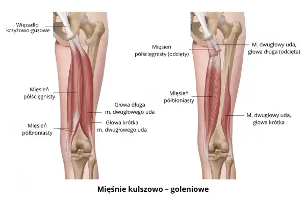 Anatomia grupy mięśni kulszowo-goleniowych: mięsień półścięgnisty i półbłoniasty, z zaznaczonym więzadłem krzyżowo-guzowym.