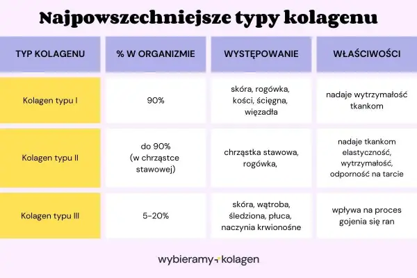 Tabela przedstawia najpowszechniejsze typy kolagenu: I, II i III, ich procentowy udział w organizmie, miejsca występowania oraz właściwości.