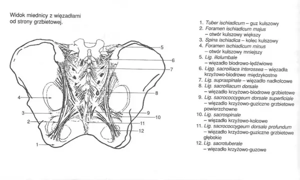 Anatomia miednicy z widocznymi więzadłami, w tym więzadło krzyżowo-guzowe (12), stabilizujące staw krzyżowo-biodrowy.